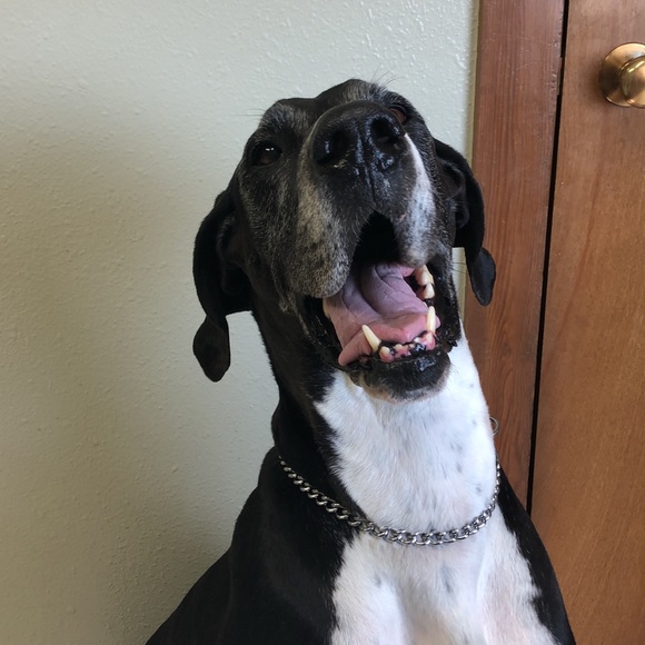 Meet your Posher, Sarah - Picture 3 of 6